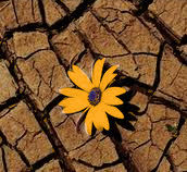 resilience1
