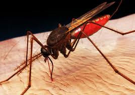 Arbovirus